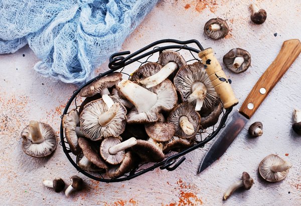 Champignon adaptogène : le secret pour une mémoire affûtée